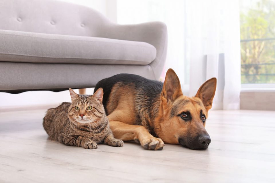 Co gryzie Twojego psa i kota – najpopularniejsze pasozyty zwierzat
